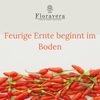 Floravera Chilierde Bio Vegan Torffrei 20L