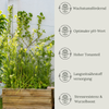 Floravera Hochbeeterde Bio Vegan Torffrei 20L