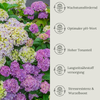 Floravera Hortensienerde Rot/Weiß Bio Vegan Torffrei 20L