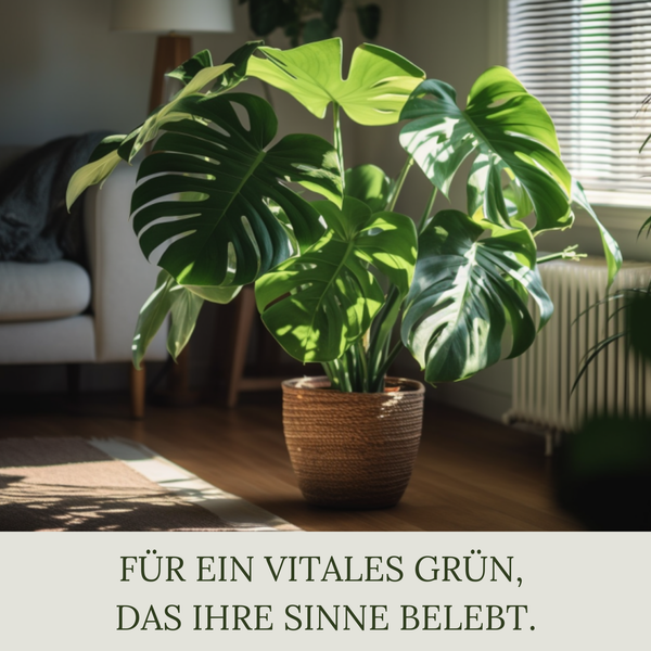 Floravera Monstera Strelitzienerde Bio Vegan Torffrei 20L