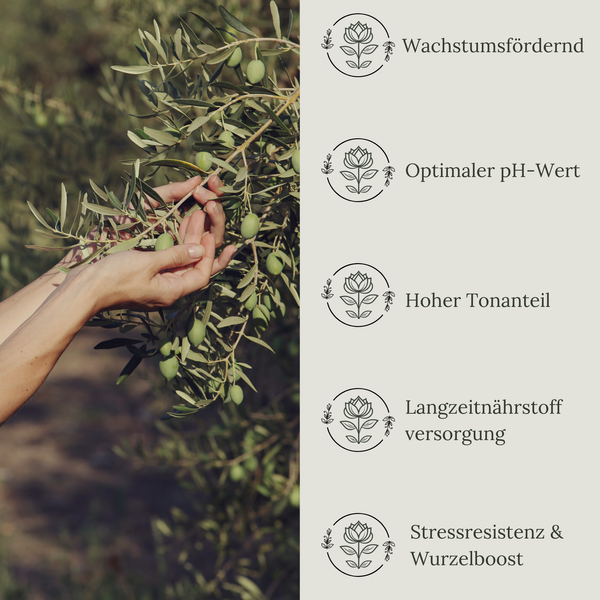 Floravera Olivenerde Bio Vegan Torffrei 20L