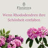 Floravera Rhododendronerde Bio Vegan Torfreduziert 20L