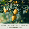Floravera Zitruserde Bio Vegan Torffrei 20L