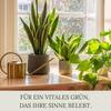 Floravera Premium Zimmerpflanzen Bio-Flüssigdünger 1 Liter Dünger Wohnungspflanzen