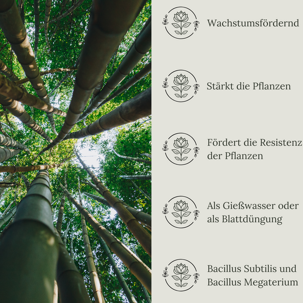 Floravera Premium Bambus Bio-Flüssigdünger 1 Liter Bambusdünger Dünger