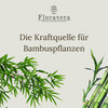 Floravera Bambuserde Bio Vegan Torfreduziert 20L