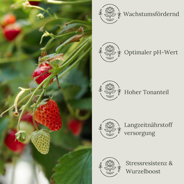 Floravera Erdbeererde Bio Vegan Torffrei 20L