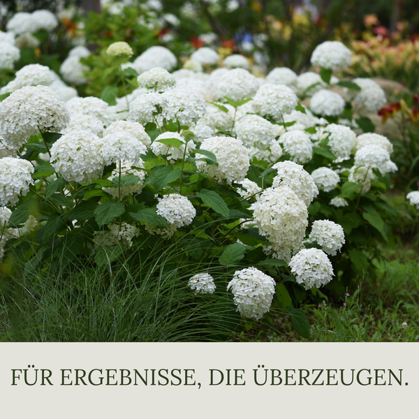 Floravera Hortensienerde Rot/Weiß Bio Vegan Torffrei 20L