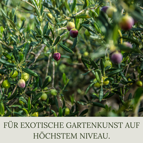 Floravera Olivenerde Bio Vegan Torffrei 20L