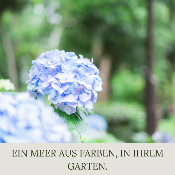 Floravera Premium Hortensien Bio-Flüssigdünger 1 Liter Hortensiendünger Dünger