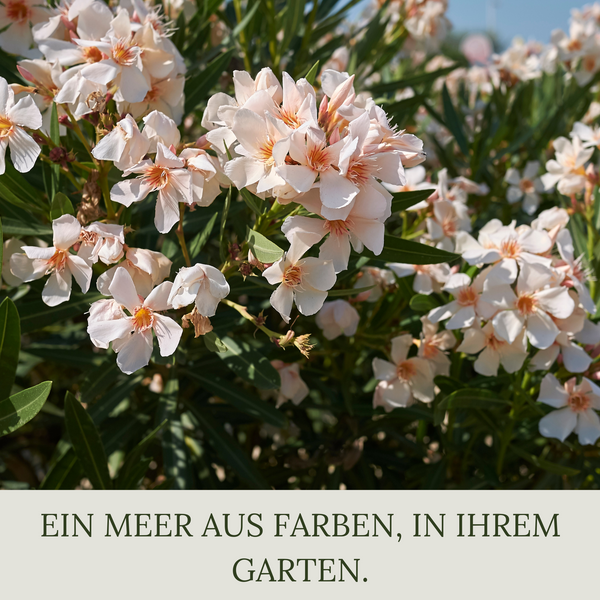 Floravera Premium Oleander Bio-Flüssigdünger 1 Liter Dünger Oleanderdünger