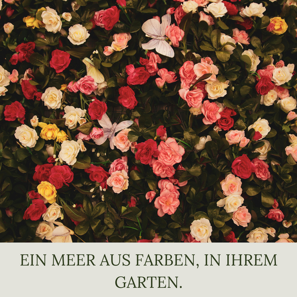 Floravera Premium Rosen Bio-Flüssigdünger 1 Liter Rosendünger Dünger